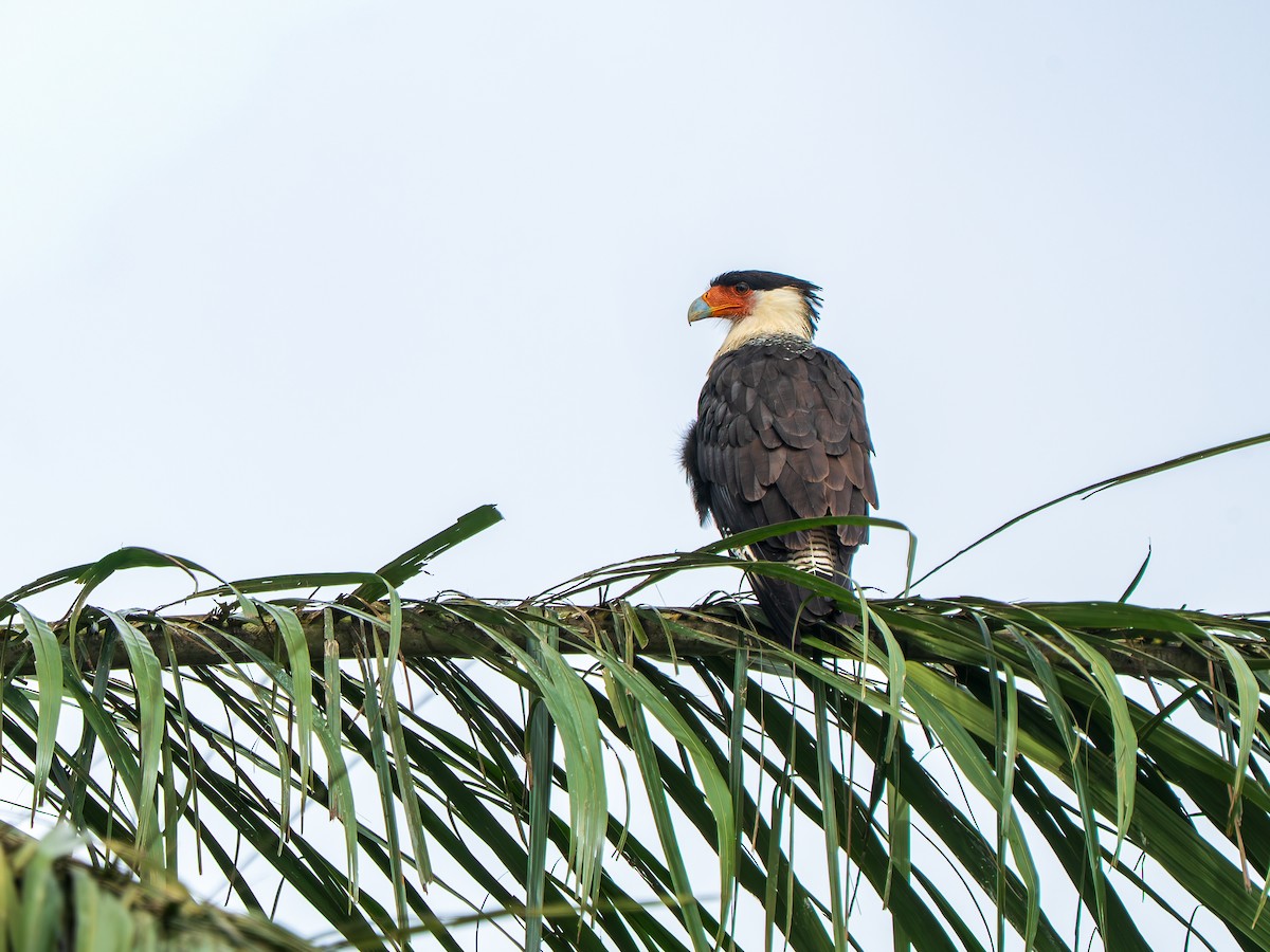Crested Caracara - ML643360467