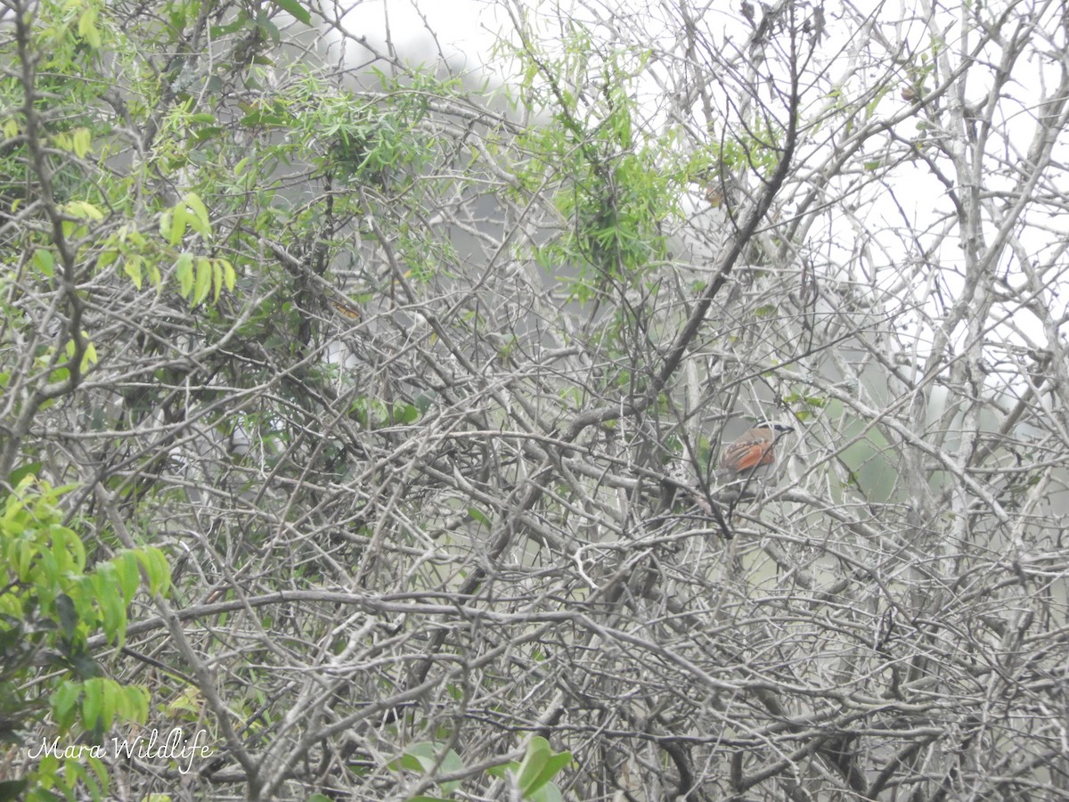 Black-crowned Tchagra - ML643360470