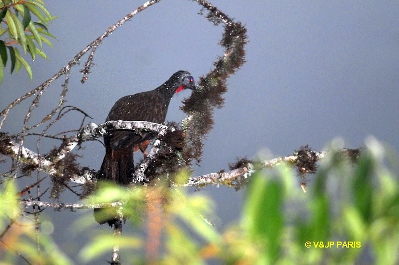 Andean Guan - ML643360476