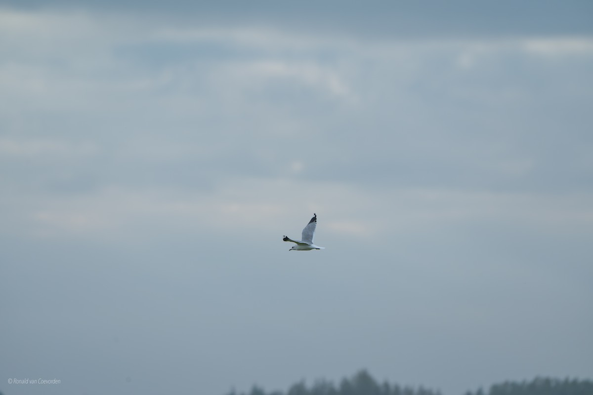 Common Gull - ML643360477