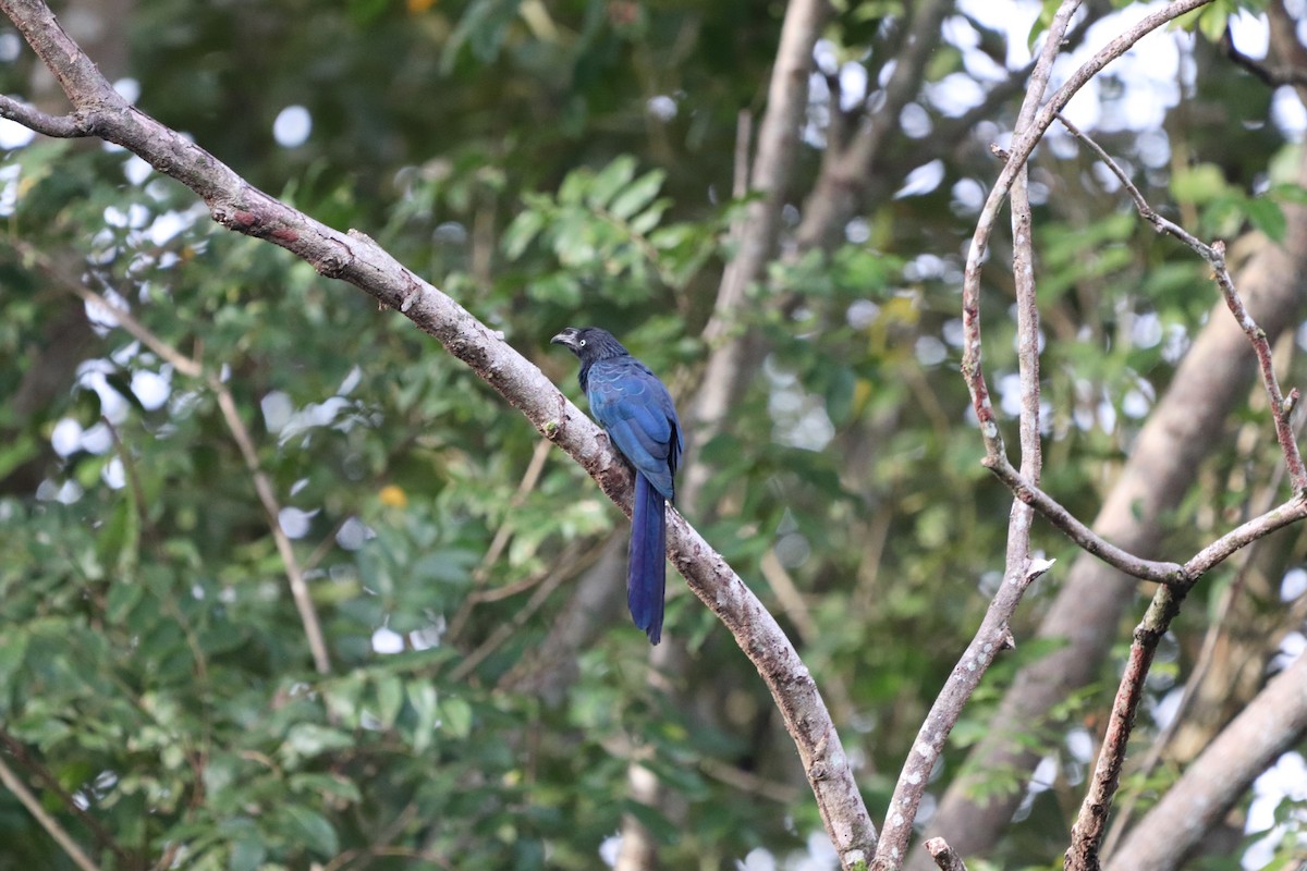 Greater Ani - ML643360490