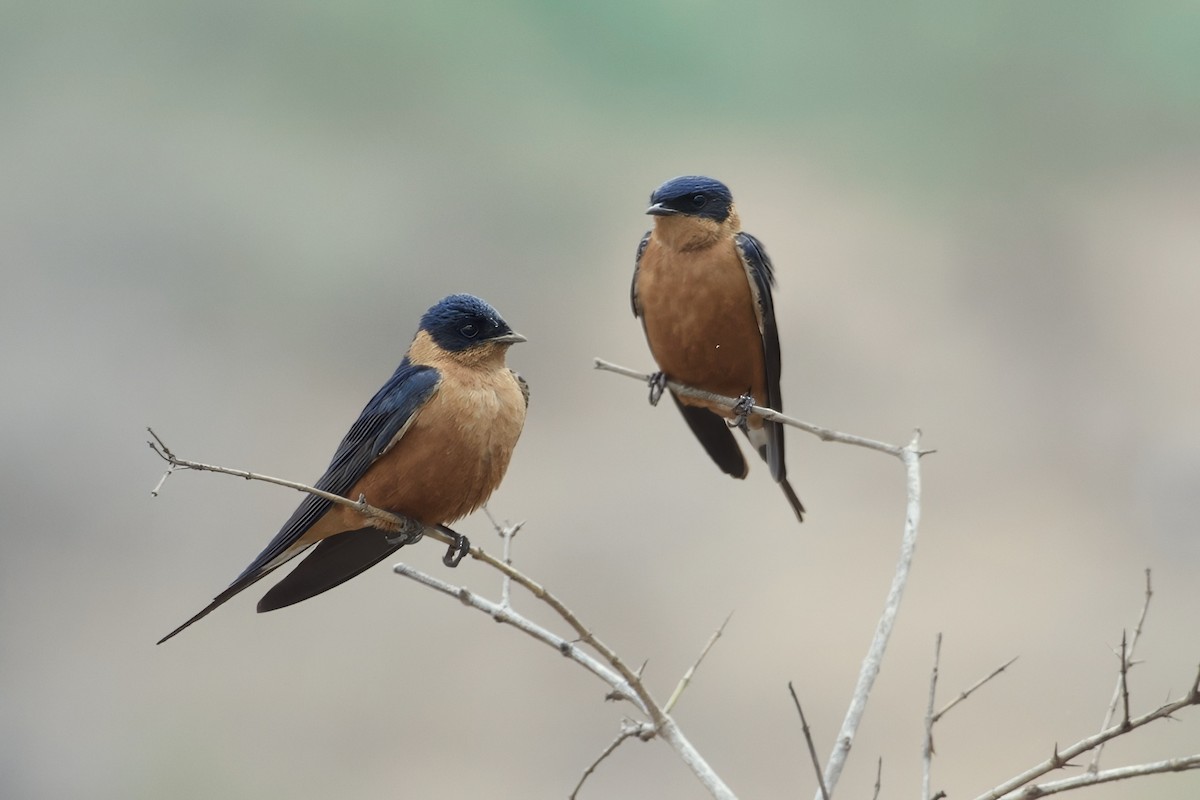 Rufous-chested Swallow - ML643360498