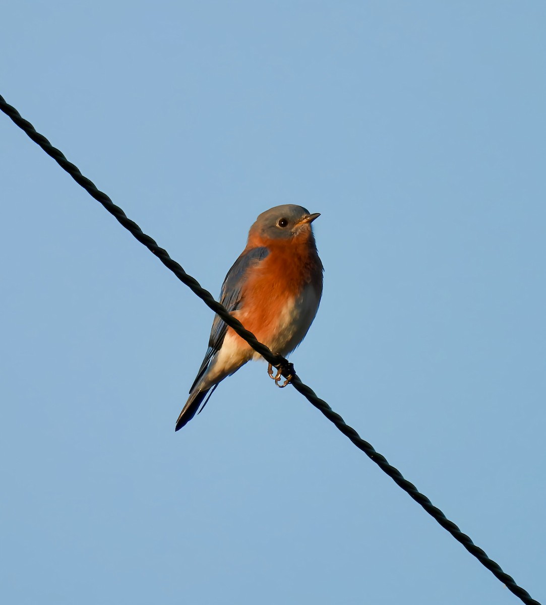 Eastern Bluebird - ML643360499