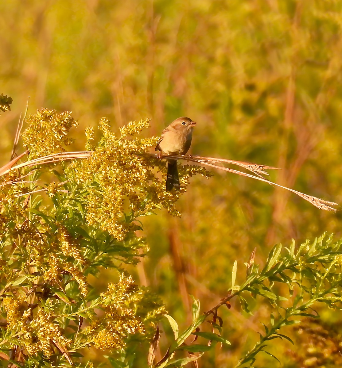 Field Sparrow - ML643360511