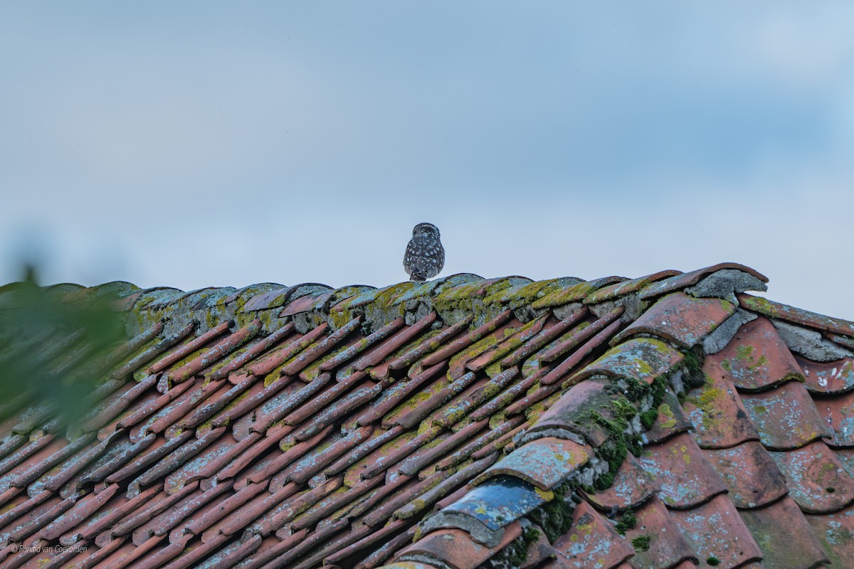 Little Owl - ML643360518