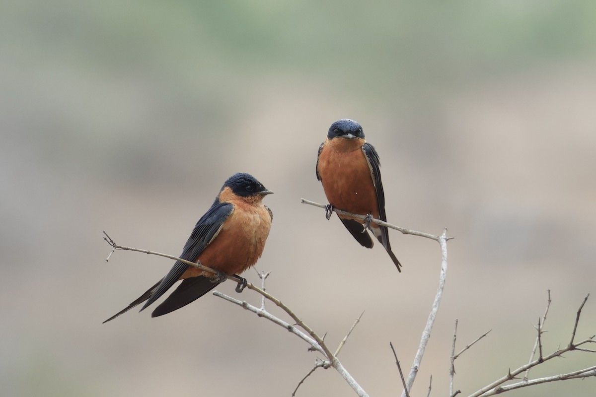 Rufous-chested Swallow - ML643360519