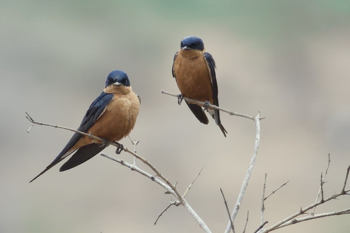 Rufous-chested Swallow - ML643360521