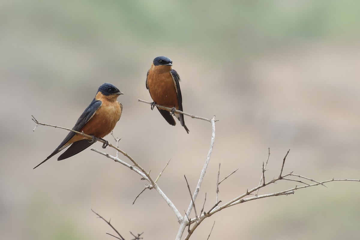 Rufous-chested Swallow - ML643360522