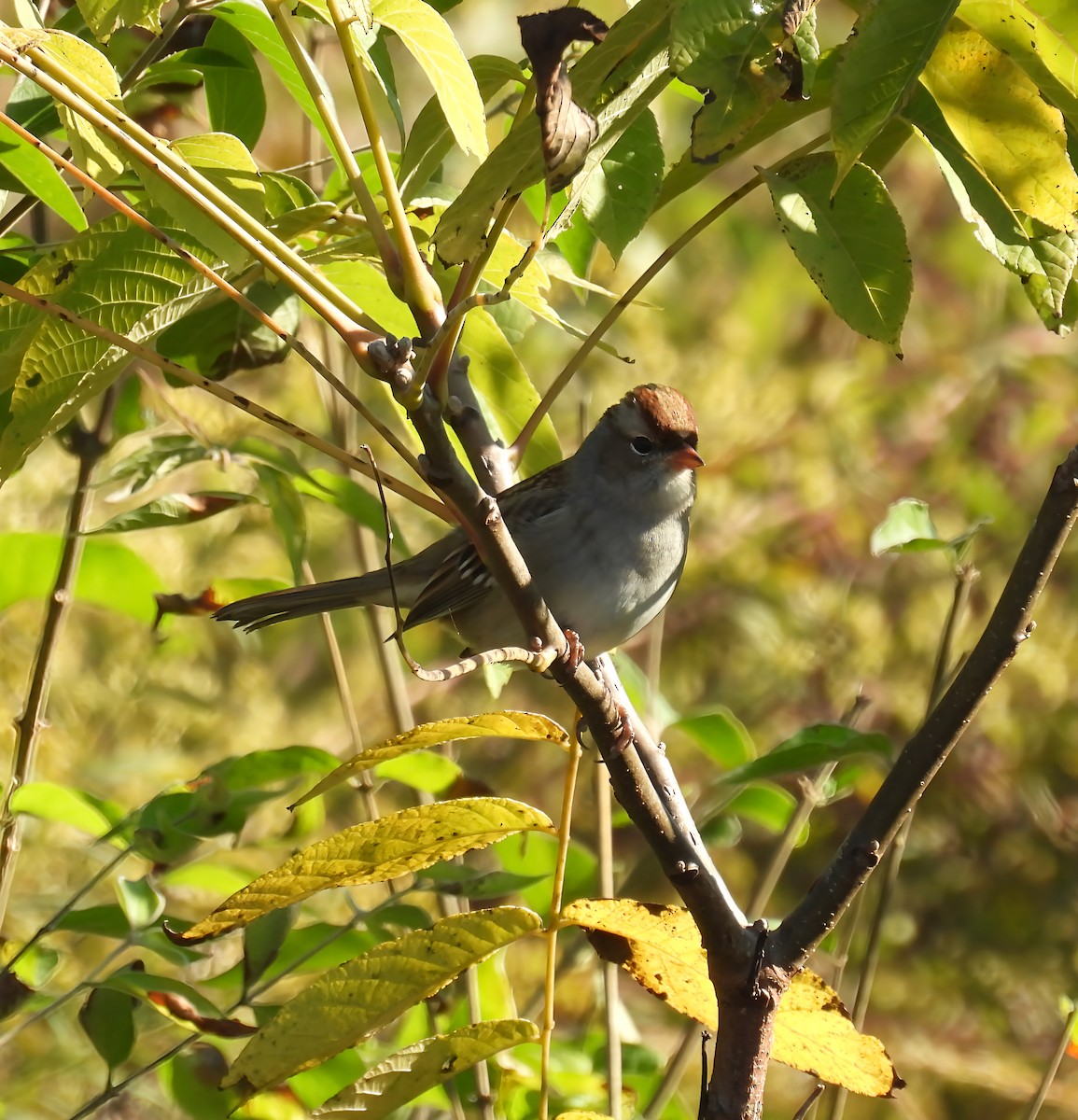 White-crowned Sparrow - ML643360523