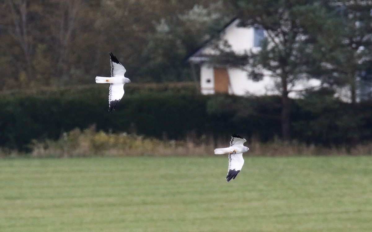 Hen Harrier - ML643360526