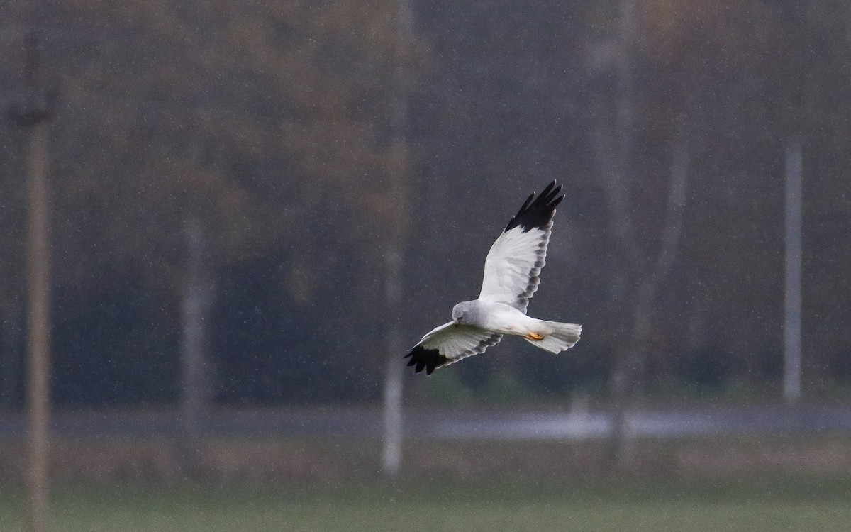 Hen Harrier - ML643360527