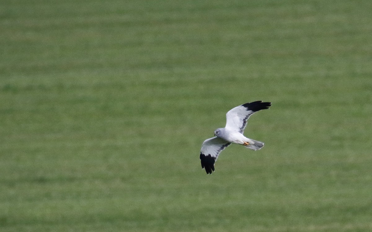 Hen Harrier - ML643360528