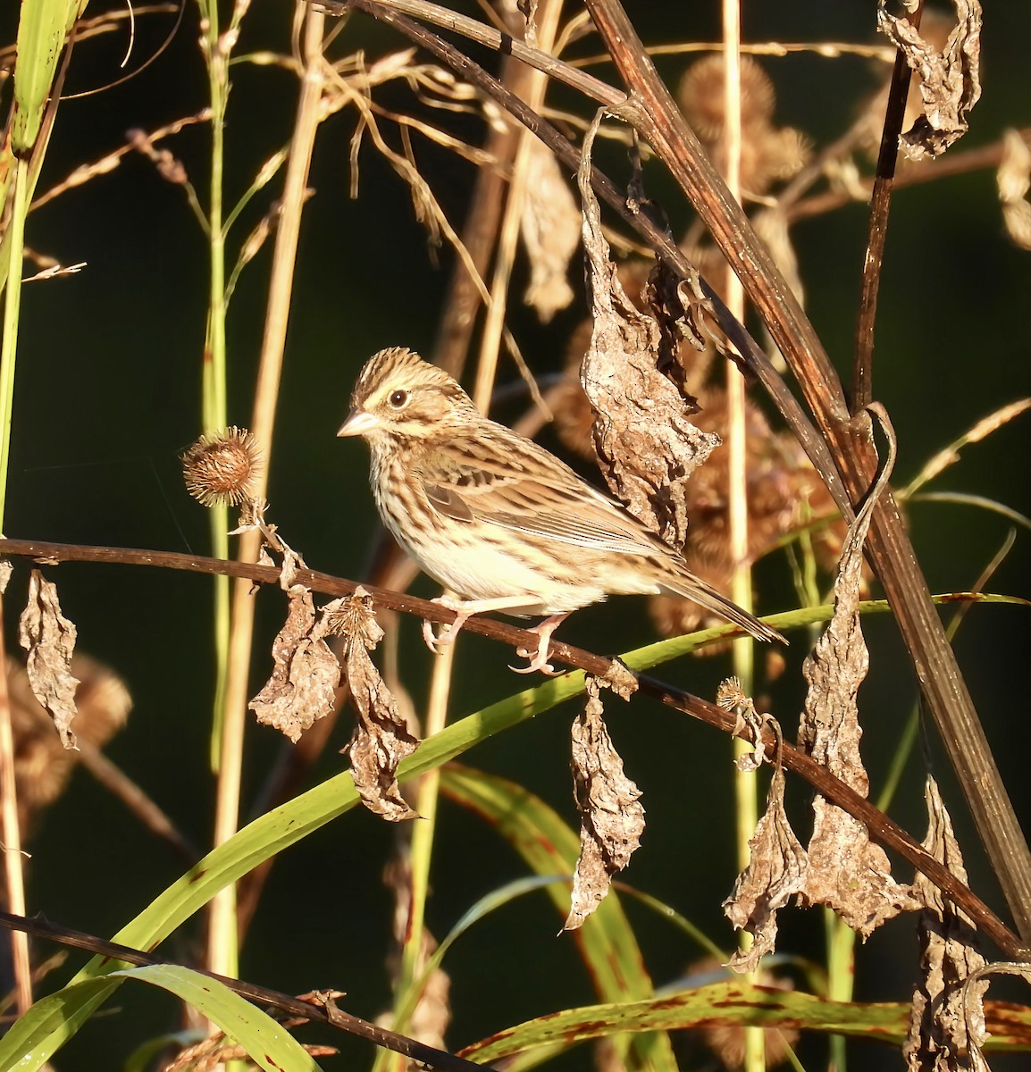 Savannah Sparrow - ML643360534