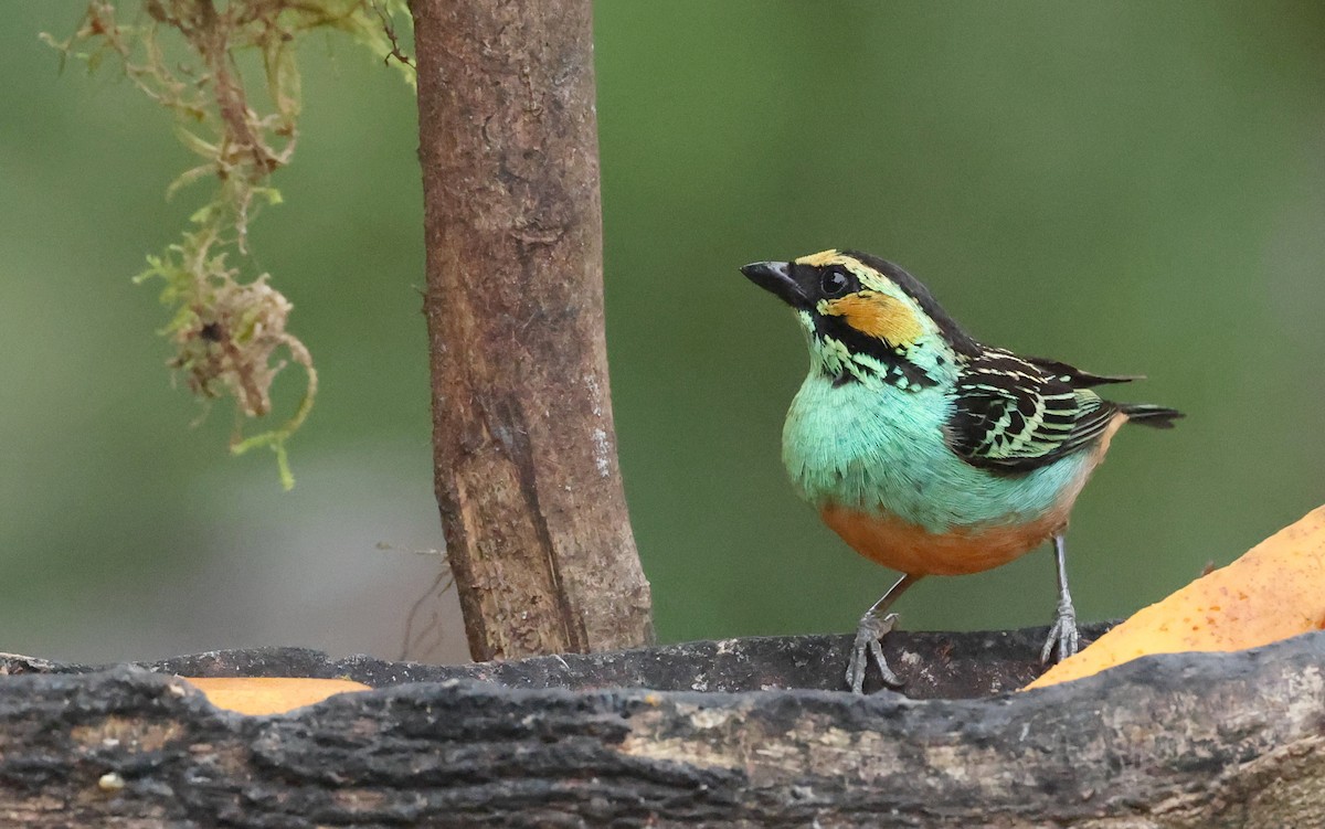 Golden-eared Tanager - ML643360537