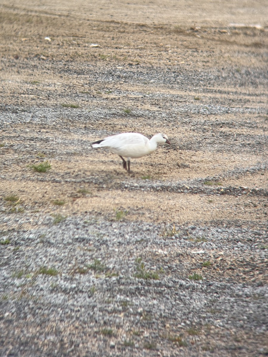 Ross's Goose - ML643360540