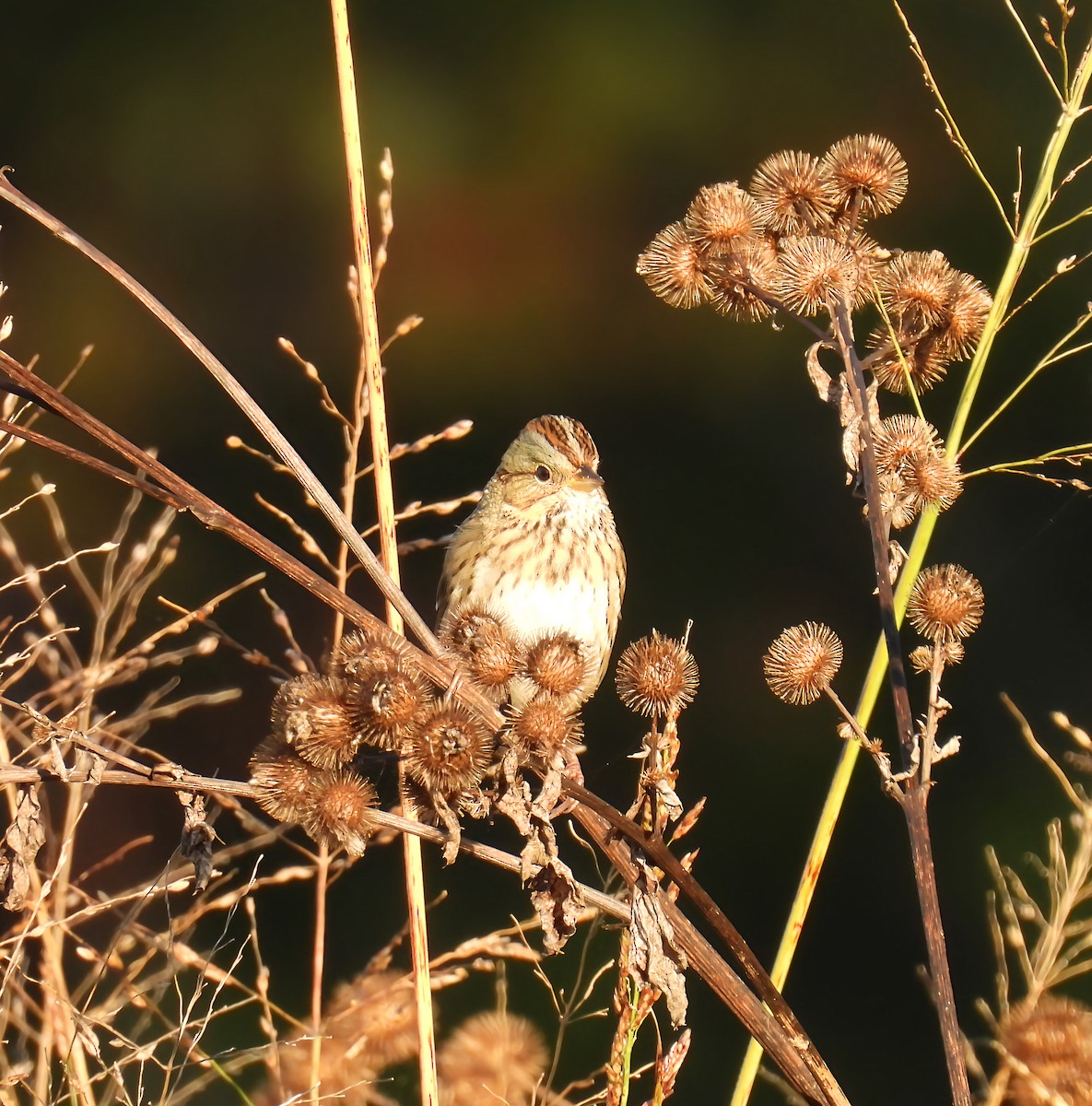 Lincoln's Sparrow - ML643360558
