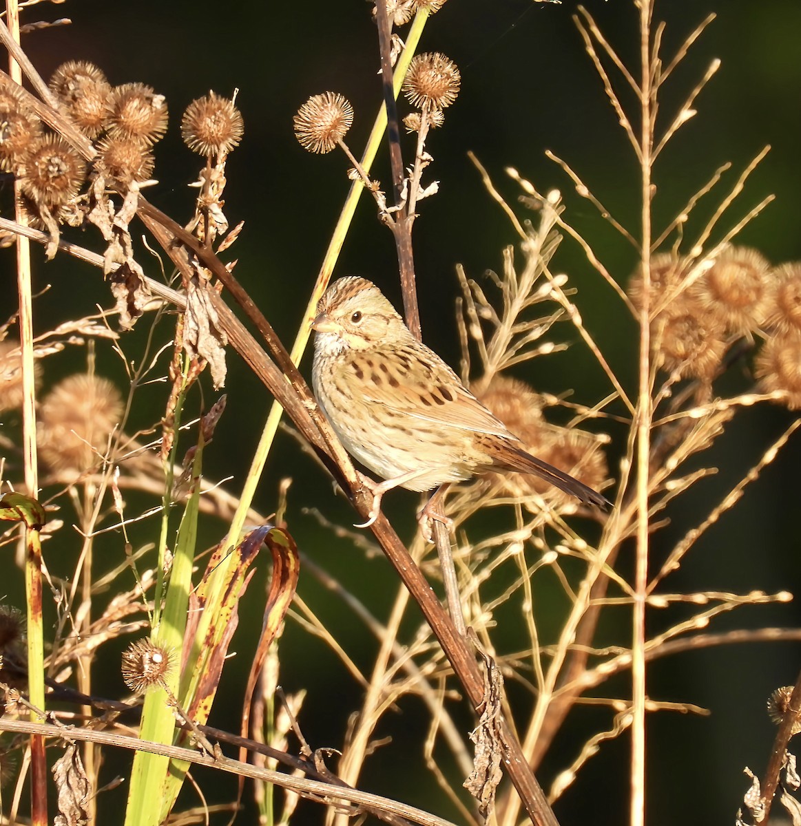 Lincoln's Sparrow - ML643360559