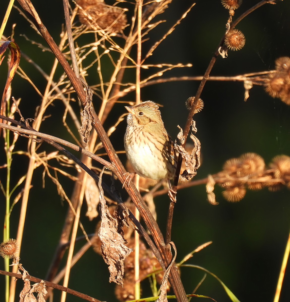 Lincoln's Sparrow - ML643360560