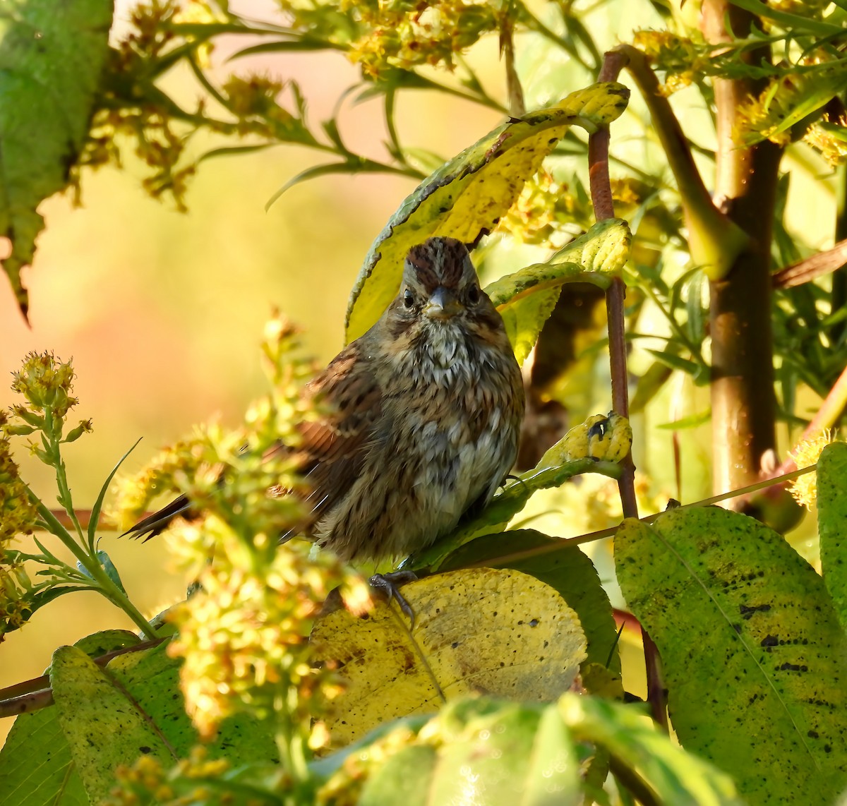 Lincoln's Sparrow - ML643360561