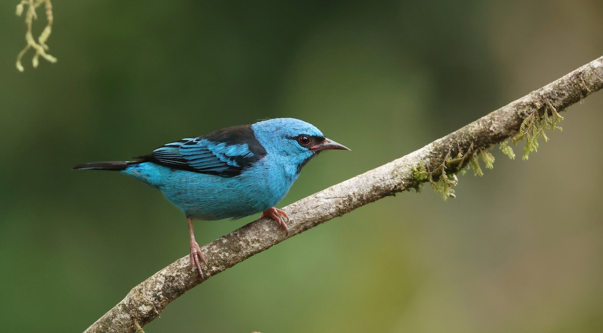 Blue Dacnis - ML643360567