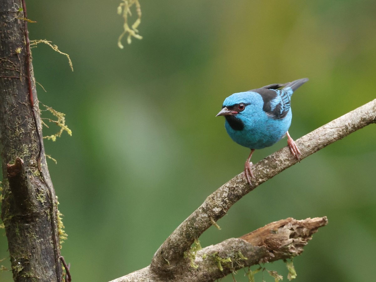 Blue Dacnis - ML643360568