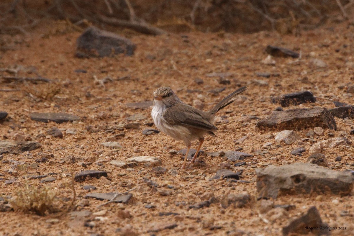 Scrub Warbler - ML643360570