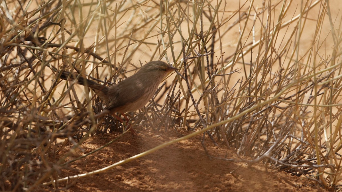 Scrub Warbler - ML643360571