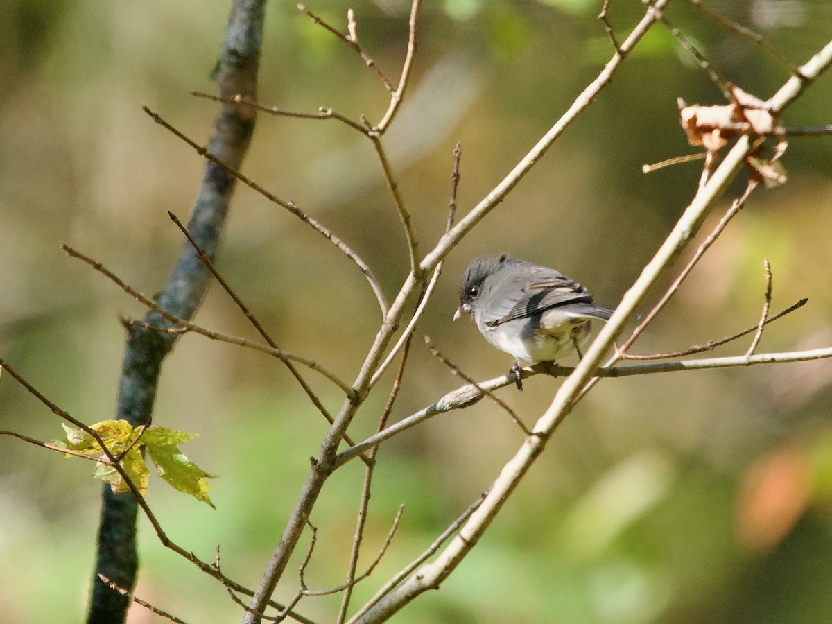 Dark-eyed Junco (Slate-colored) - ML643360581