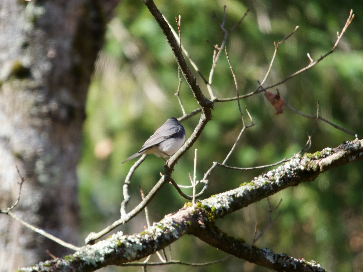Dark-eyed Junco (Slate-colored) - ML643360582