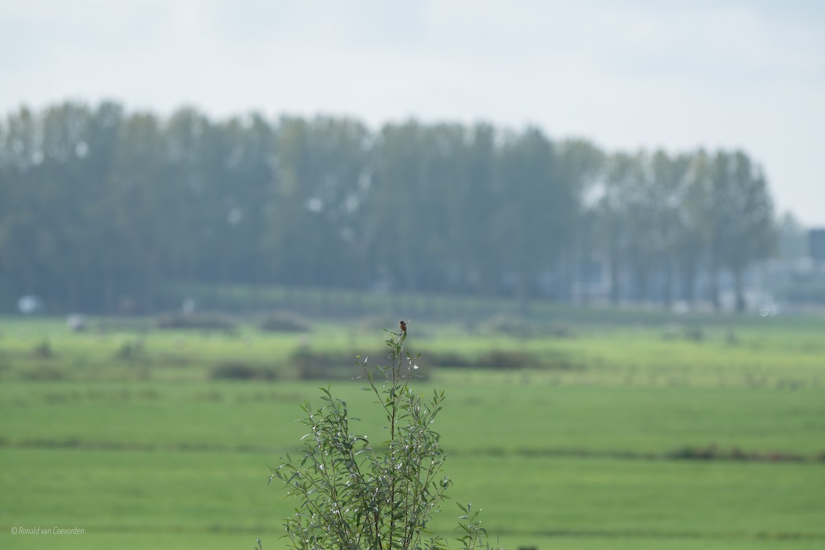 European Stonechat - ML643360585