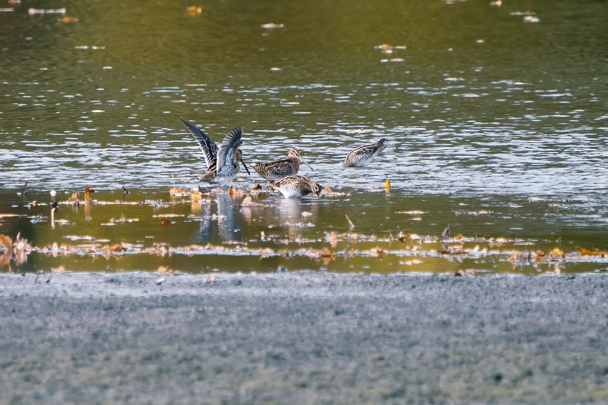 enkeltbekkasin - ML643360588