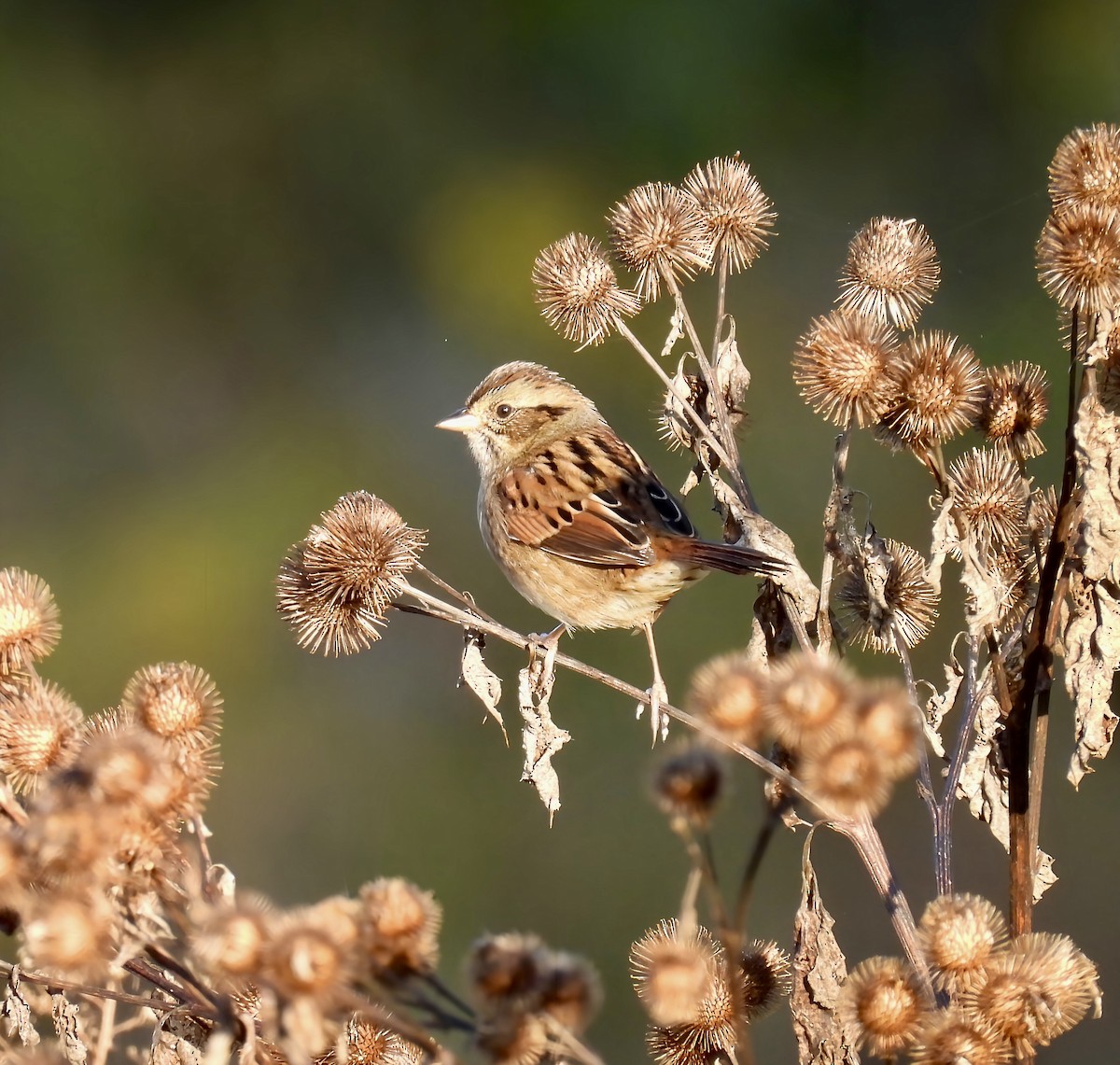 Swamp Sparrow - ML643360594