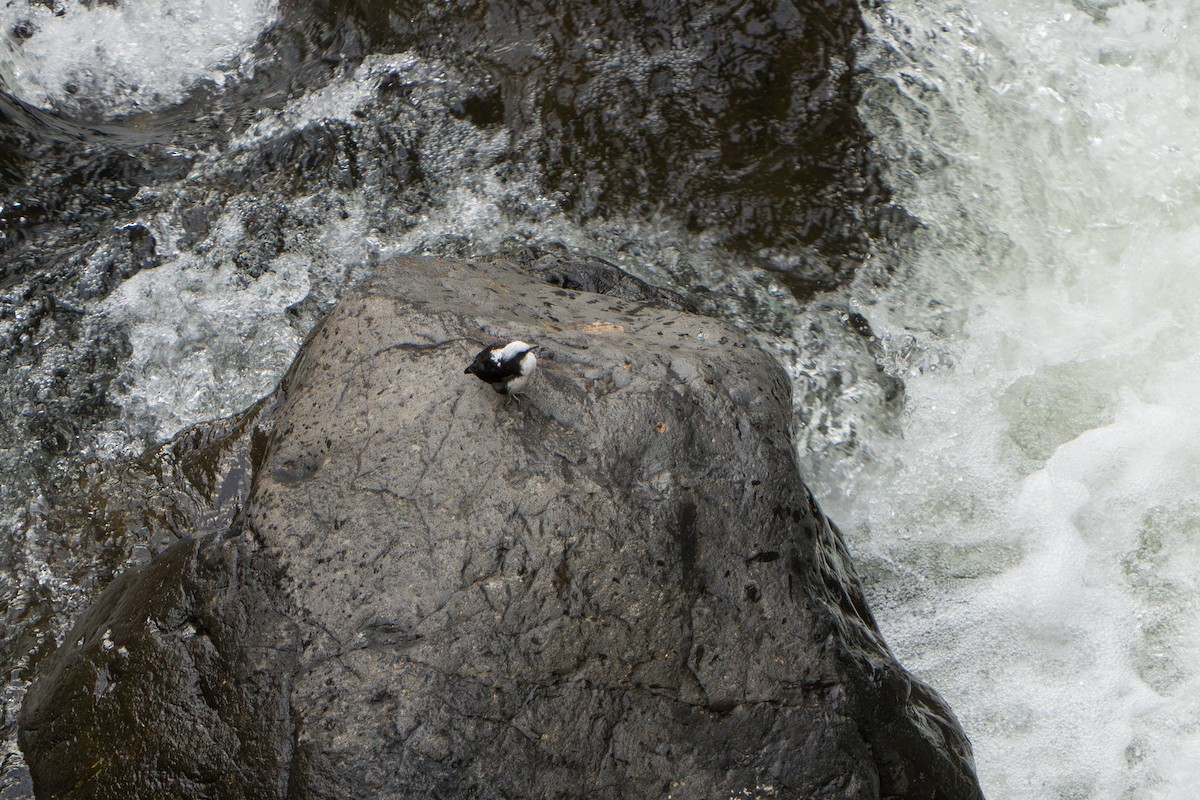 White-capped Dipper (White-bellied) - ML643360595