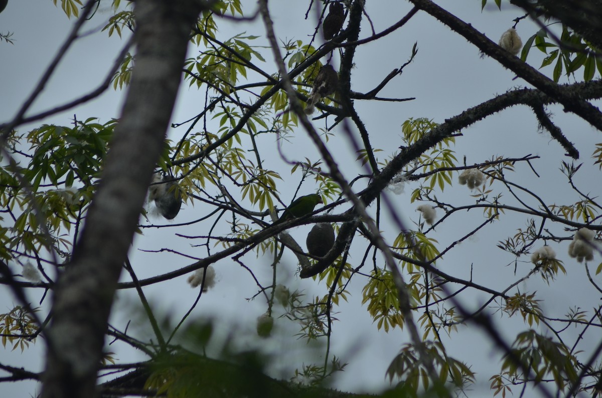 Plain Parakeet - ML643360601