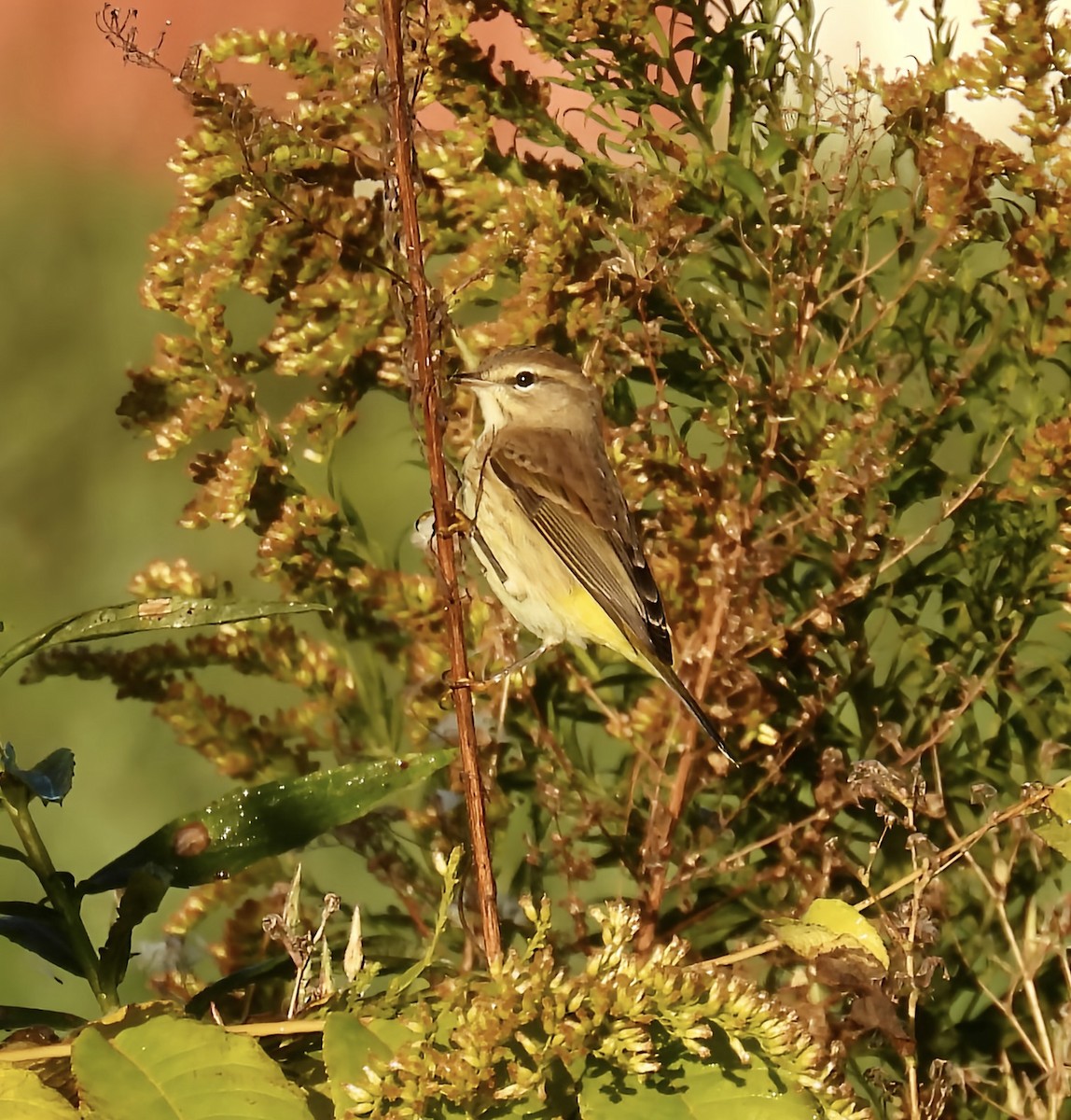 Palm Warbler - ML643360606