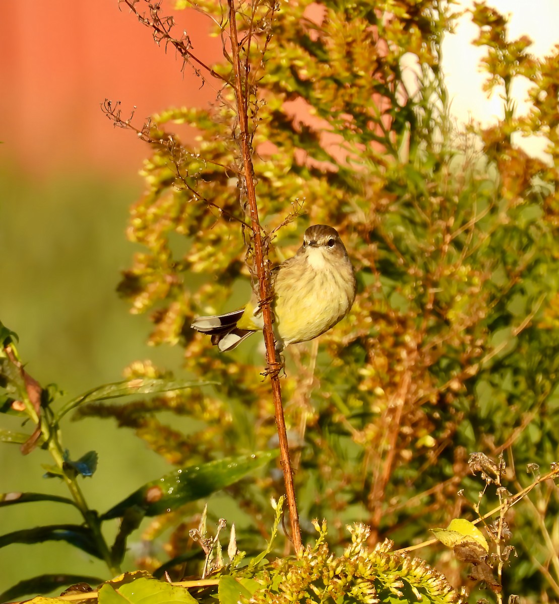 Palm Warbler - ML643360607