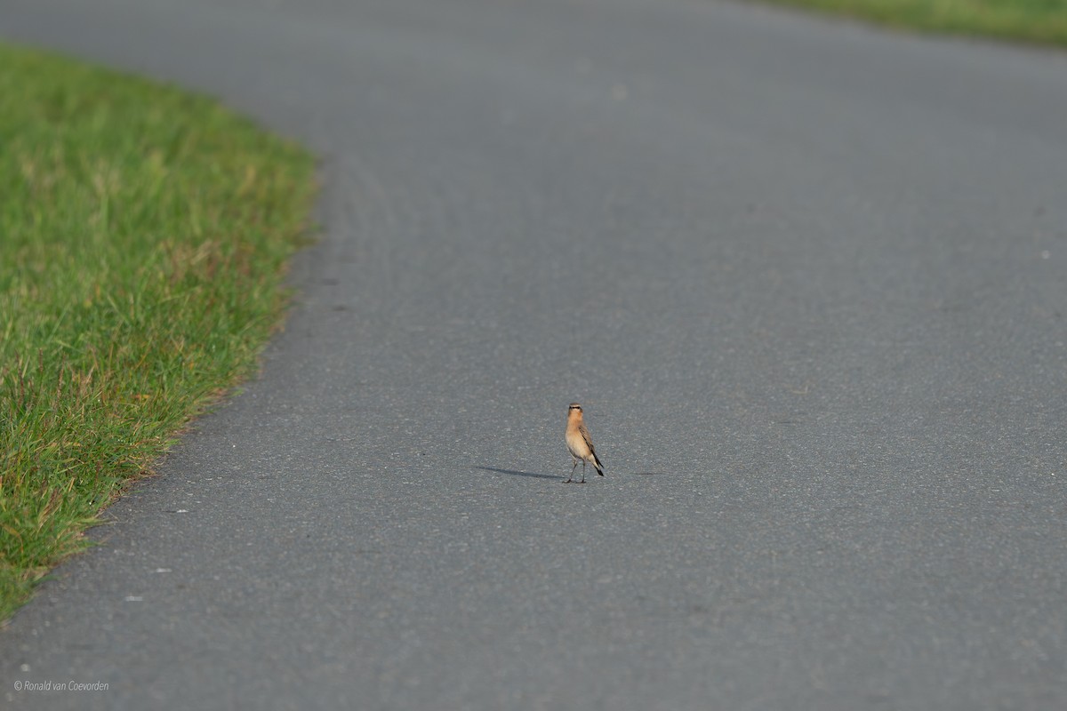Northern Wheatear - ML643360612