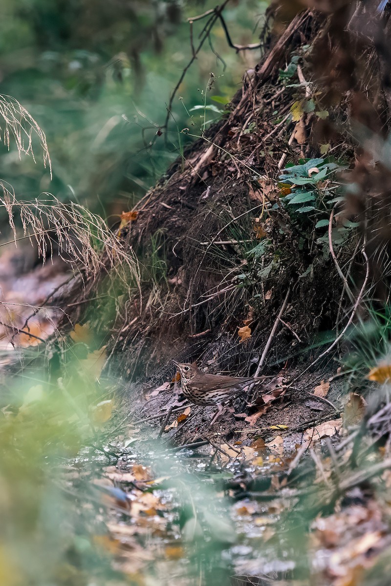 måltrost - ML643360616