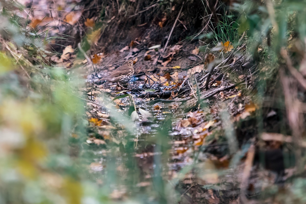 måltrost - ML643360617