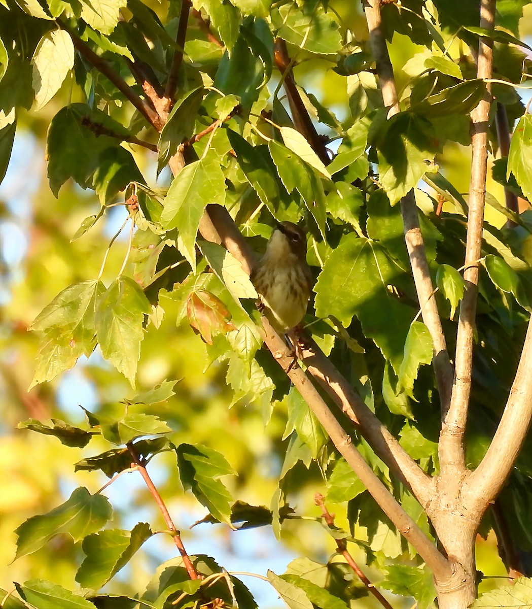 Yellow-rumped Warbler - ML643360622