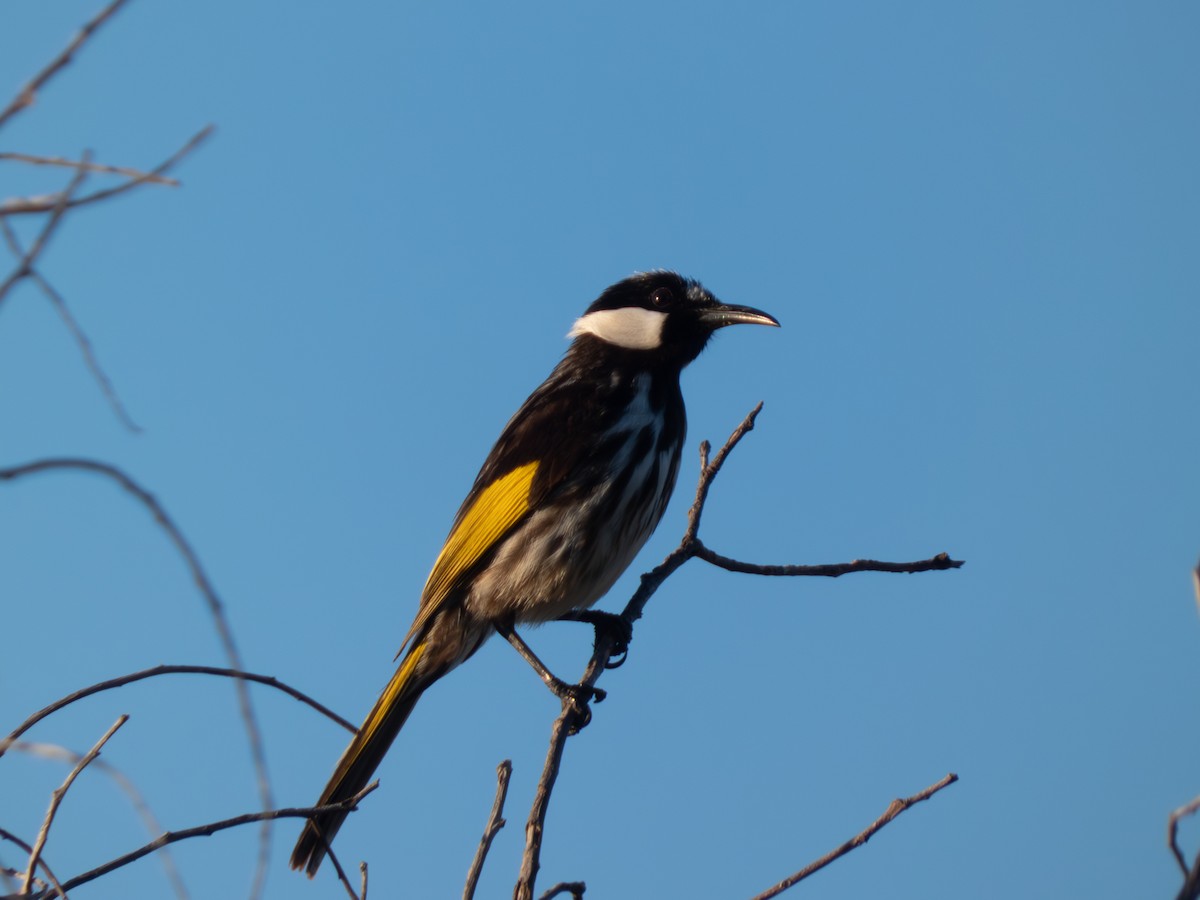 White-cheeked Honeyeater - ML643360632
