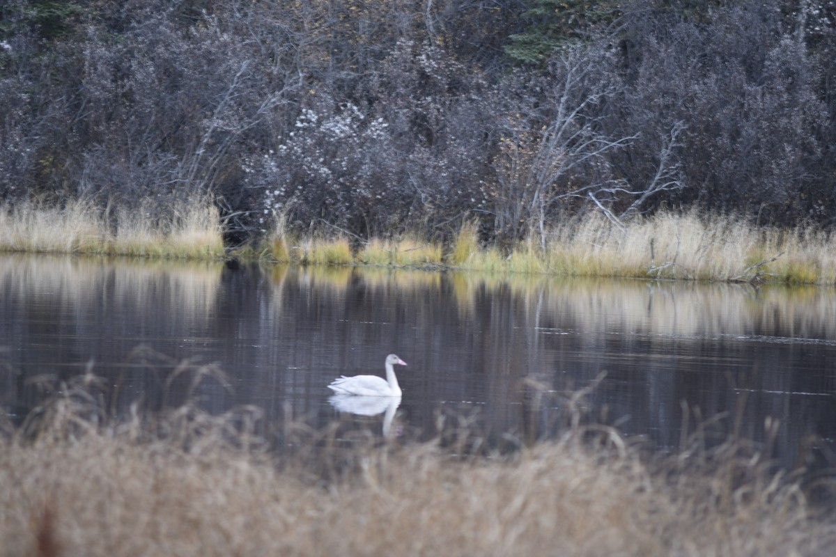 Küçük Kuğu - ML643360641