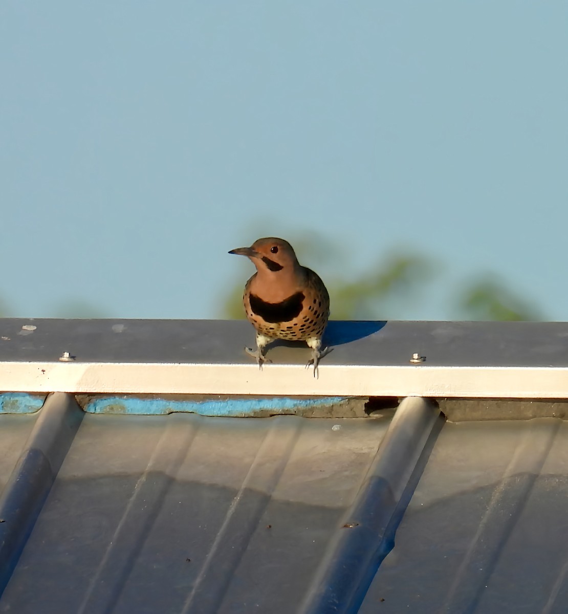 Northern Flicker - ML643360648