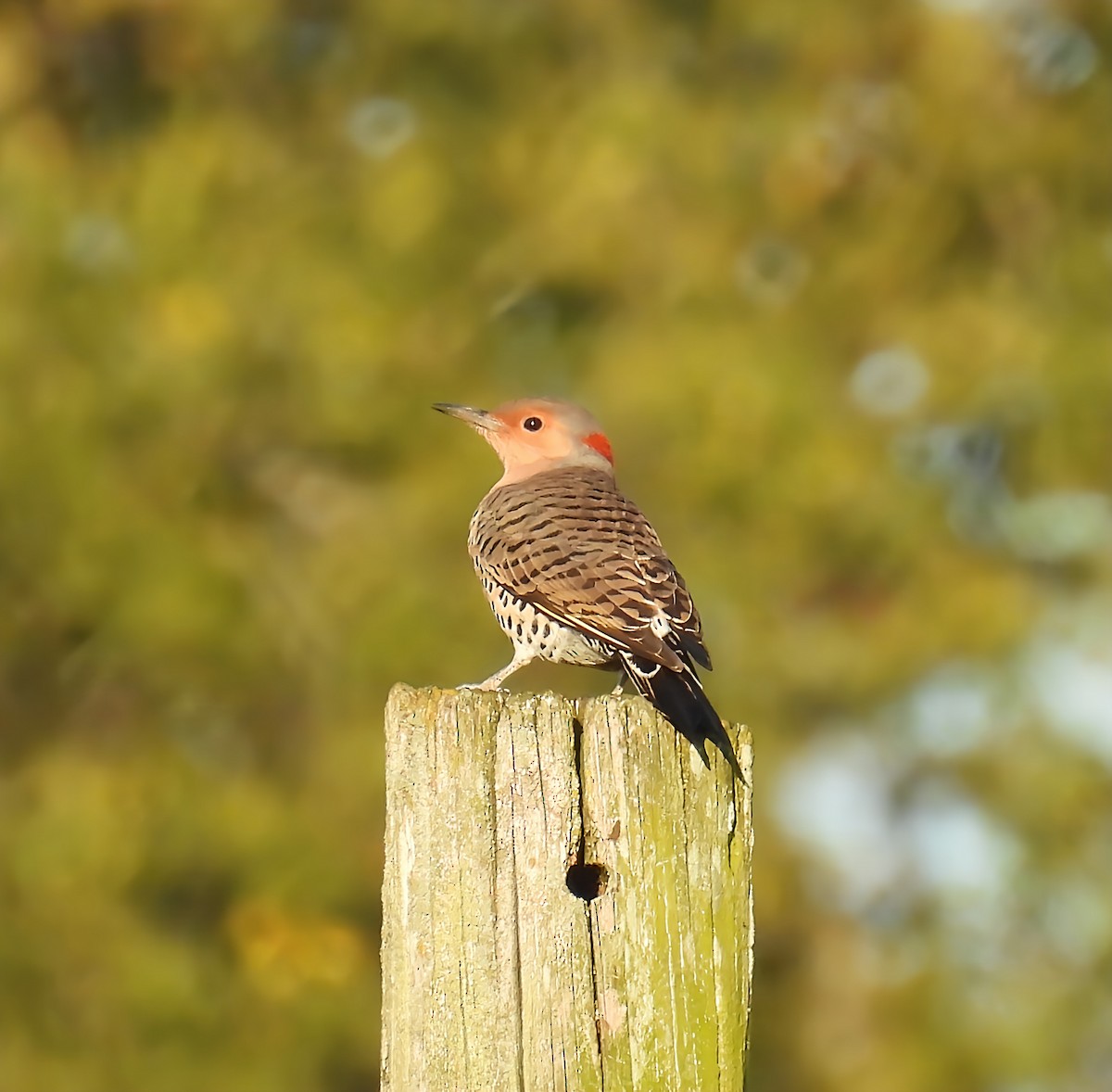 Northern Flicker - ML643360649