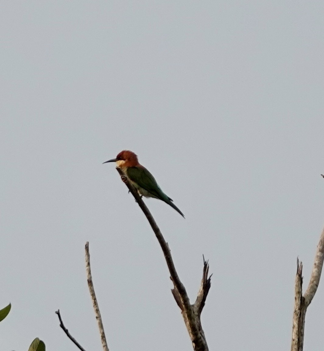 Chestnut-headed Bee-eater - ML643360681