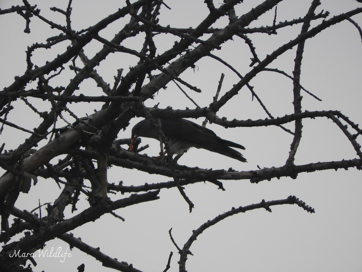 African Cuckoo-Hawk - ML643360685