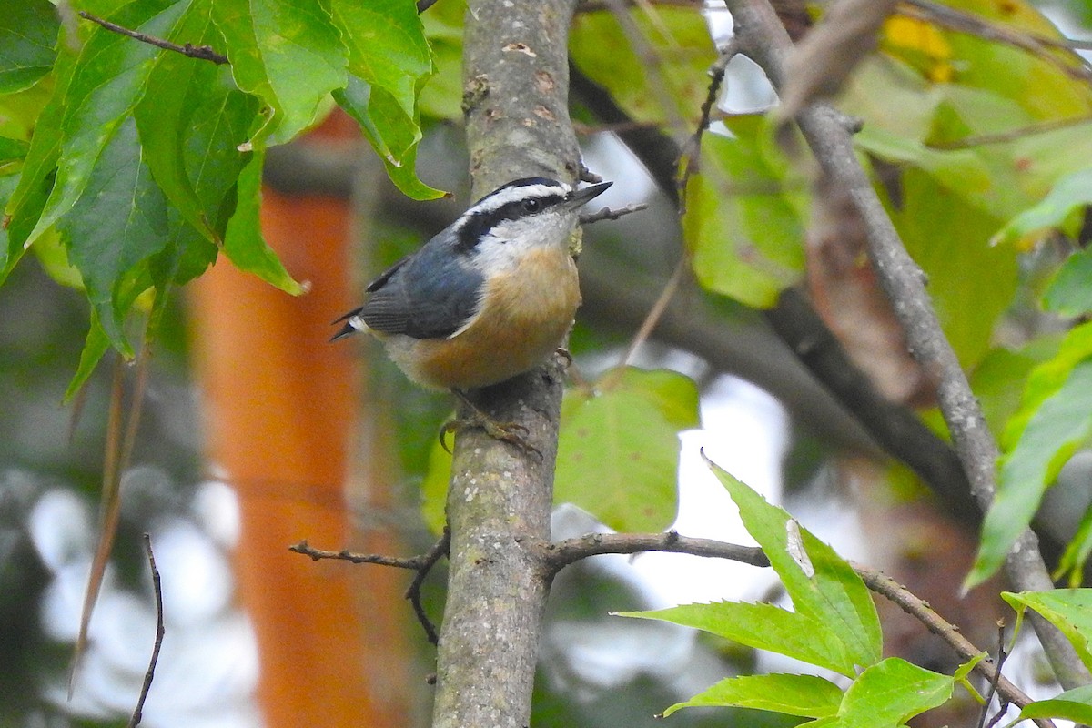 Red-breasted Nuthatch - ML643360722