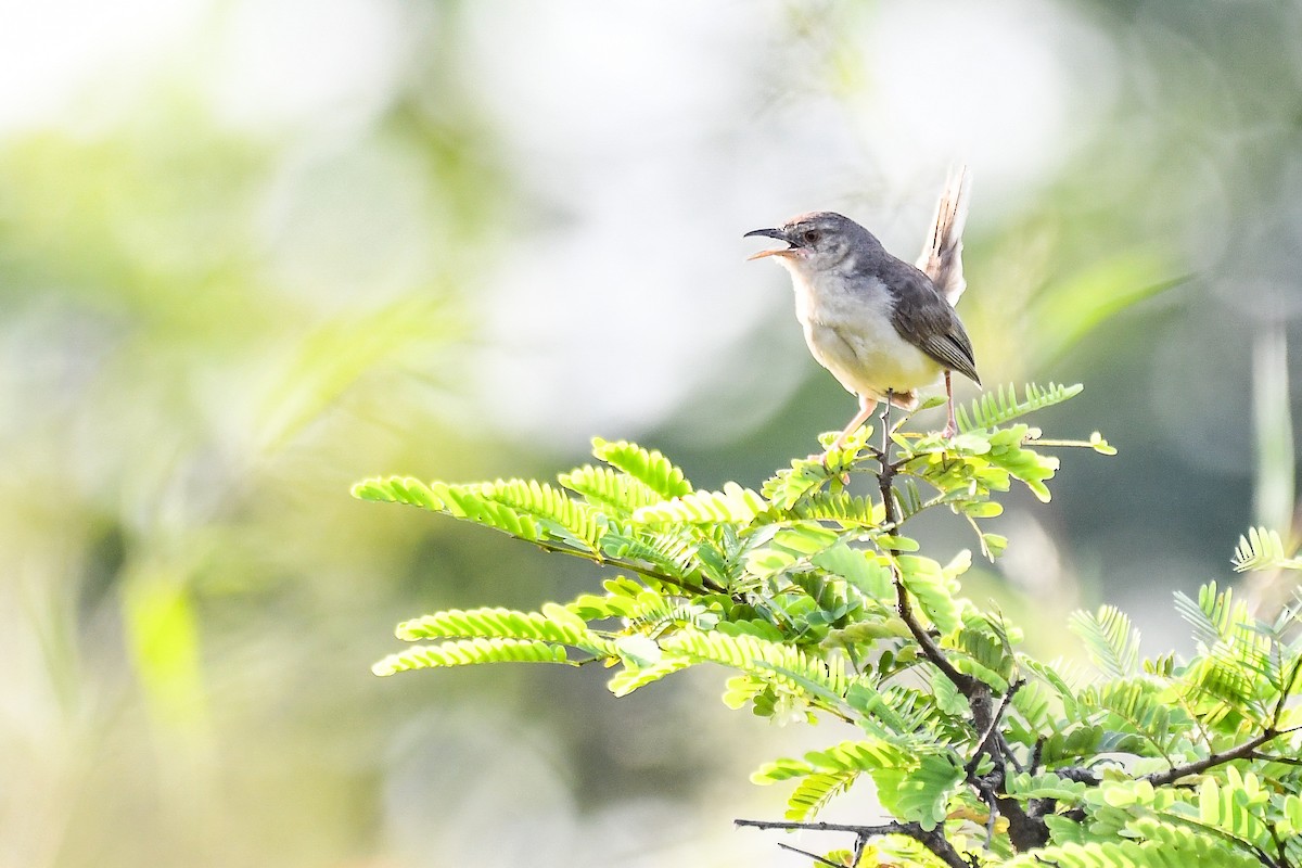 Jungle Prinia - ML643360731
