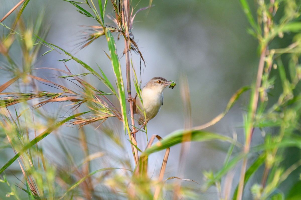 Plain Prinia - ML643360753