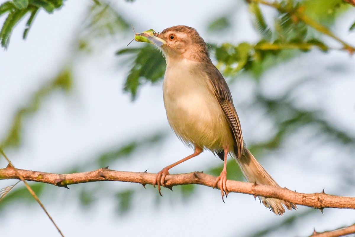 Plain Prinia - ML643360772